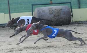 sighthounds racing trial